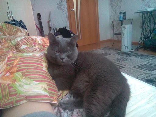 indoor cat domestic cat