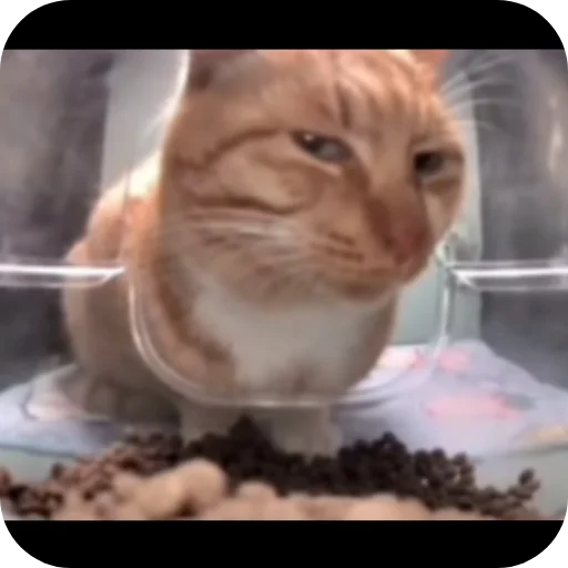 Sticker FatimaDura1 - 1