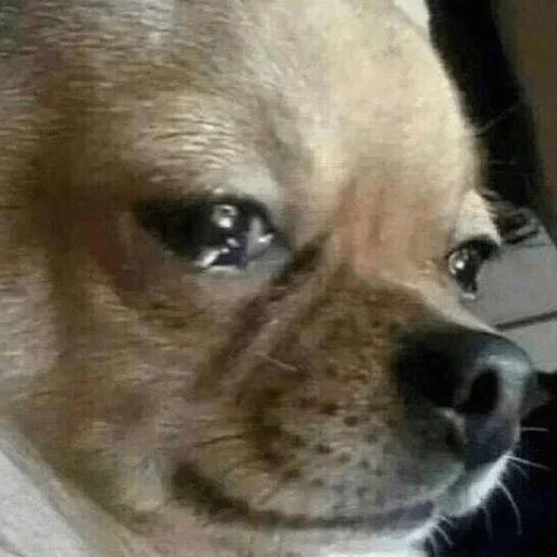 млекопитающее животное собака