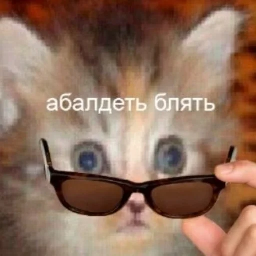кошка Очки мех