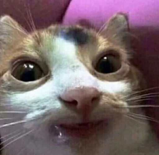 млекопитающее животное кошка