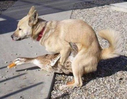 животное млекопитающее земля