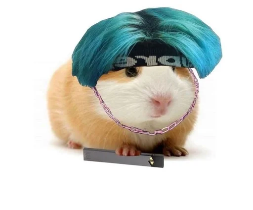 животное грызун млекопитающее