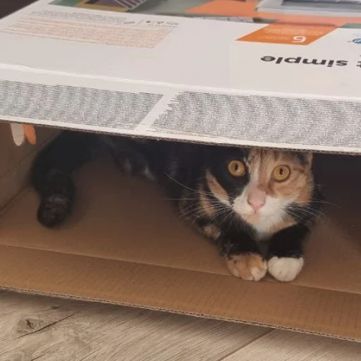 Кикос, Сима и иногда Фёдор - 