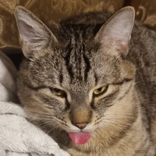 Sticker Fedor_Pets - 1