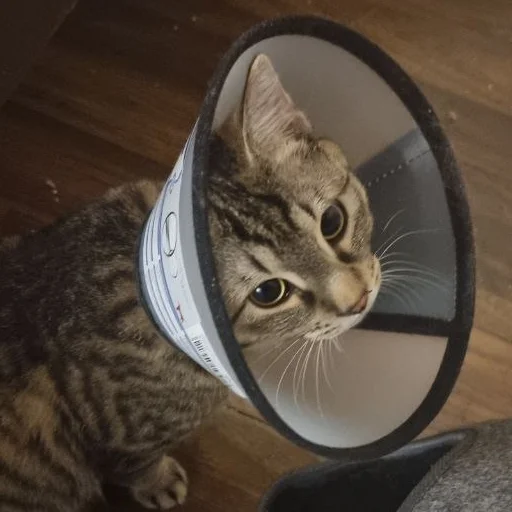 Sticker Fedor_Pets - 1