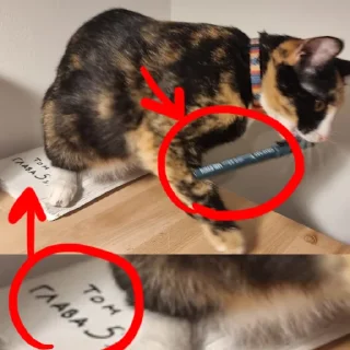 Sticker Кикос, Сима и иногда Фёдор - 5