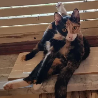 Sticker Кикос, Сима и иногда Фёдор - 1