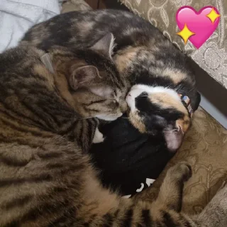 Sticker Кикос, Сима и иногда Фёдор - 3