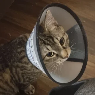 Sticker Кикос, Сима и иногда Фёдор - 9