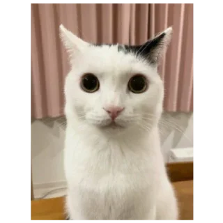 Sticker Фэйри - 0