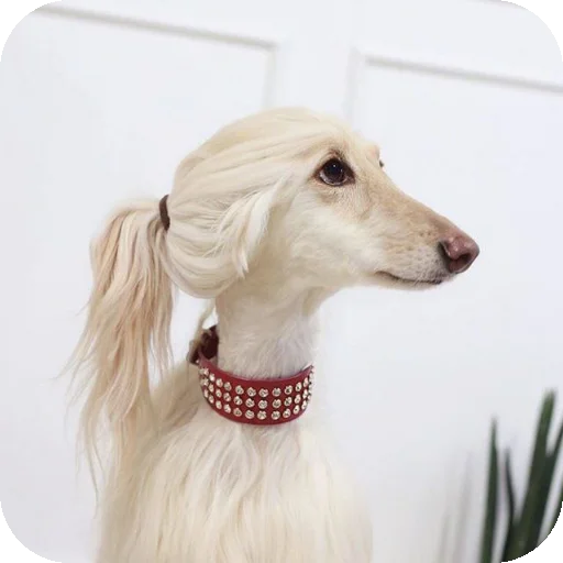 animal dog breed dog