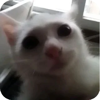 animal mammal small to medium-sized cats