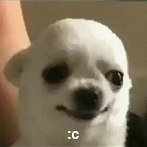 млекопитающее животное собака