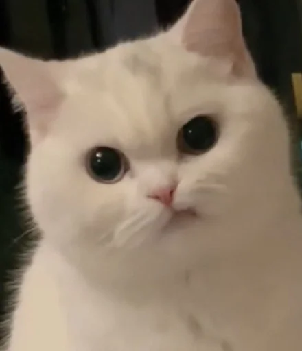 животное млекопитающее кошка