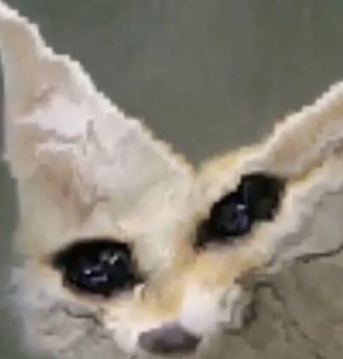 animal mammal wildlife