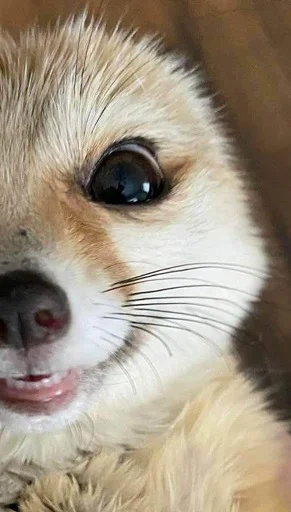 Sticker FensFennekPack2 - 1