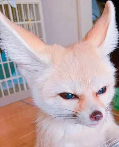 Sticker FensFennekPack2 - 1