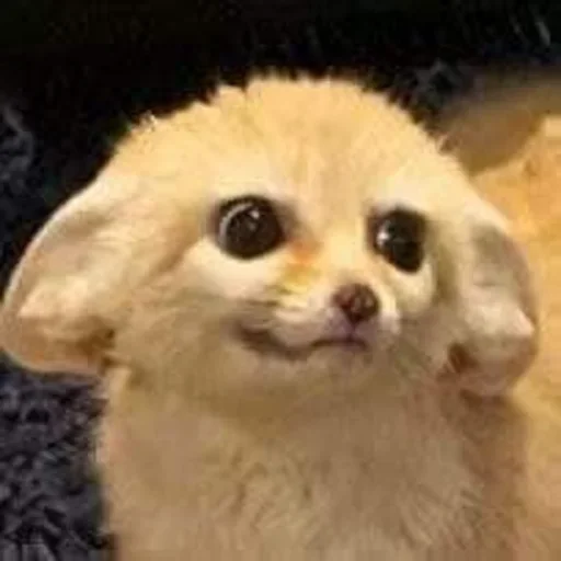 Sticker FensFennekPack2 - 1