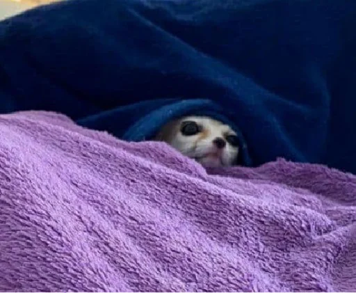 Sticker FensFennekPack2 - 1