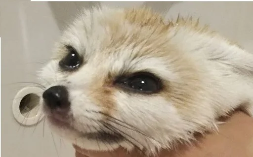 Sticker FensFennekPack2 - 1