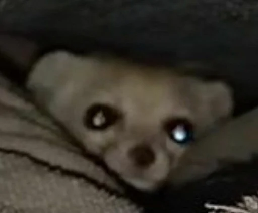 Sticker FensFennekPack2 - 1