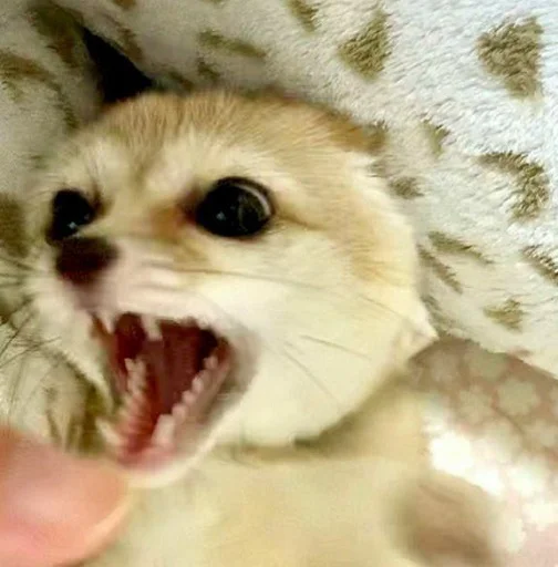 Sticker FensFennekPack2 - 1