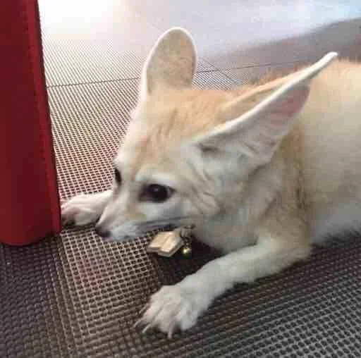 Sticker FensFennekPack2 - 1