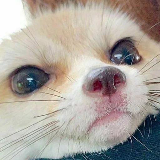 Sticker FensFennekPack2 - 1