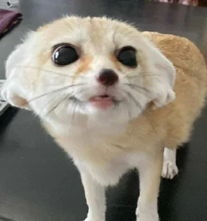 Стикер FensFennekPack2 - 4