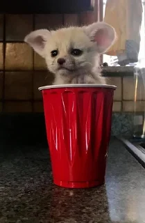 Стикер FensFennekPack2 - 6