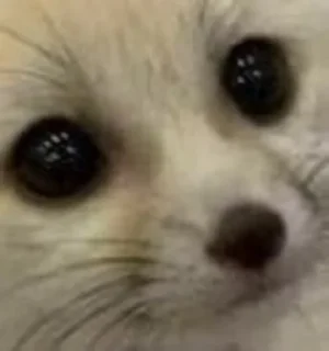 Стикер FensFennekPack2 - 5