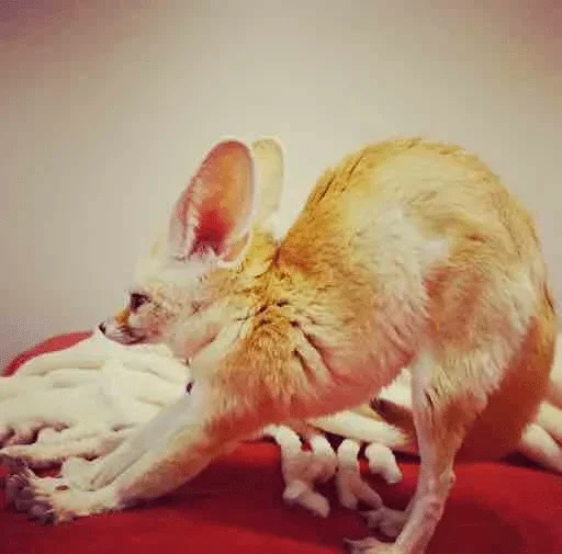 Стикер Fens Pack 1 - 10