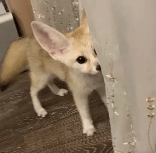 Стикер Fens Pack 1 - 5