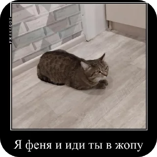 Sticker Феня с фелексом - 6