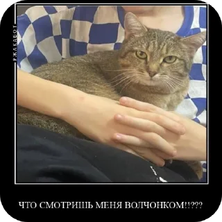 Sticker Феня с фелексом - 10