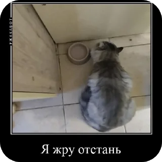 Sticker Феня с фелексом - 7