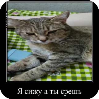 Sticker Феня с фелексом - 9