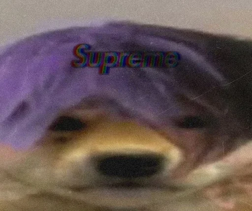 pet dog breed purple