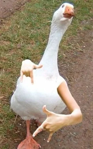 водная птица птица животное