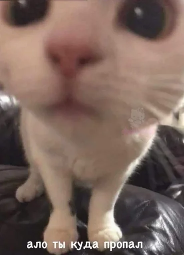 FetwaPhareKazoo :: @fStikBot - 