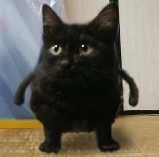 Стикер FetwaPhareKazoo :: @fStikBot - 3