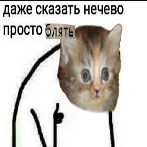 domestic cat cat small to medium-sized cats