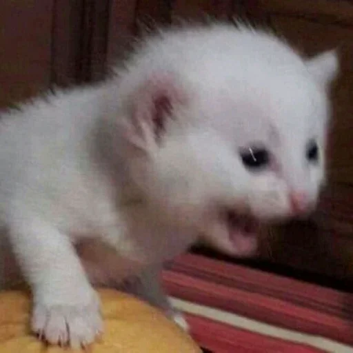 mammal animal small to medium-sized cats