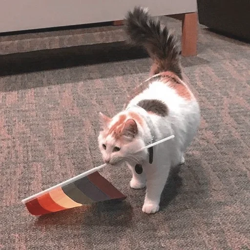 cat small to medium-sized cats floor