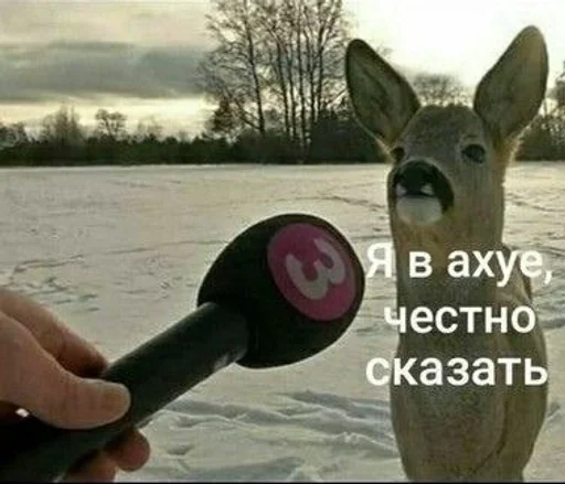 млекопитающее СМС животное