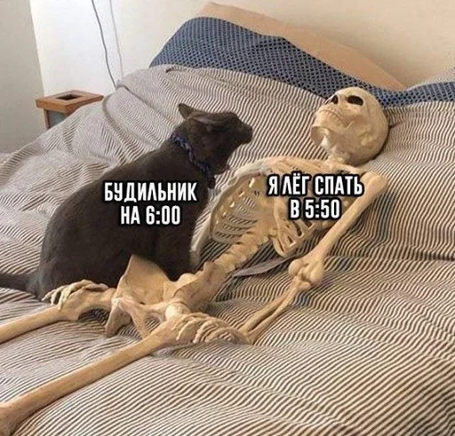 комнатный кошка животное