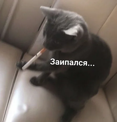 small to medium-sized cats felidae indoor