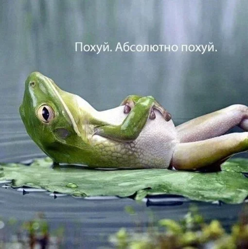 животное лягушка амфибия