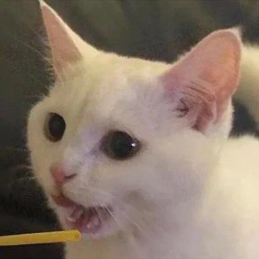 F - small to medium-sized cats